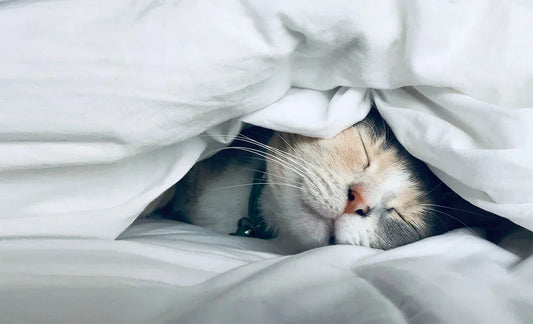 So Sánh Tencel Và Cotton: Loại Vải Nào Tốt Hơn Cho Giấc Ngủ?